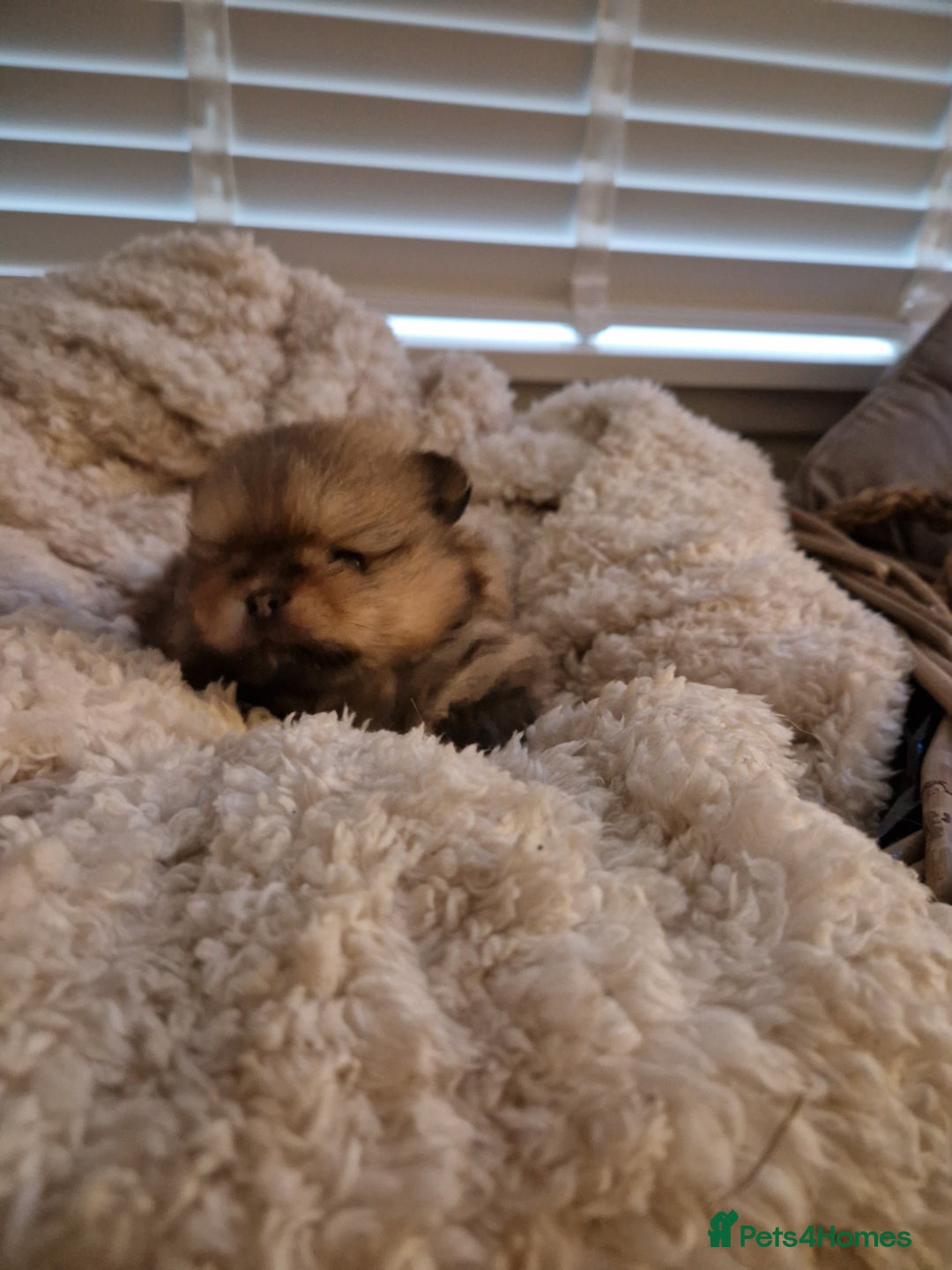 Pomeranian dogs for sale: Adorable KC Reg Pomeranian Pup– Orange Sable Boy - Image 6