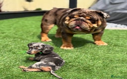 Dachshund dogs for sale: Blue Dapple miniature dachshund - Image 8