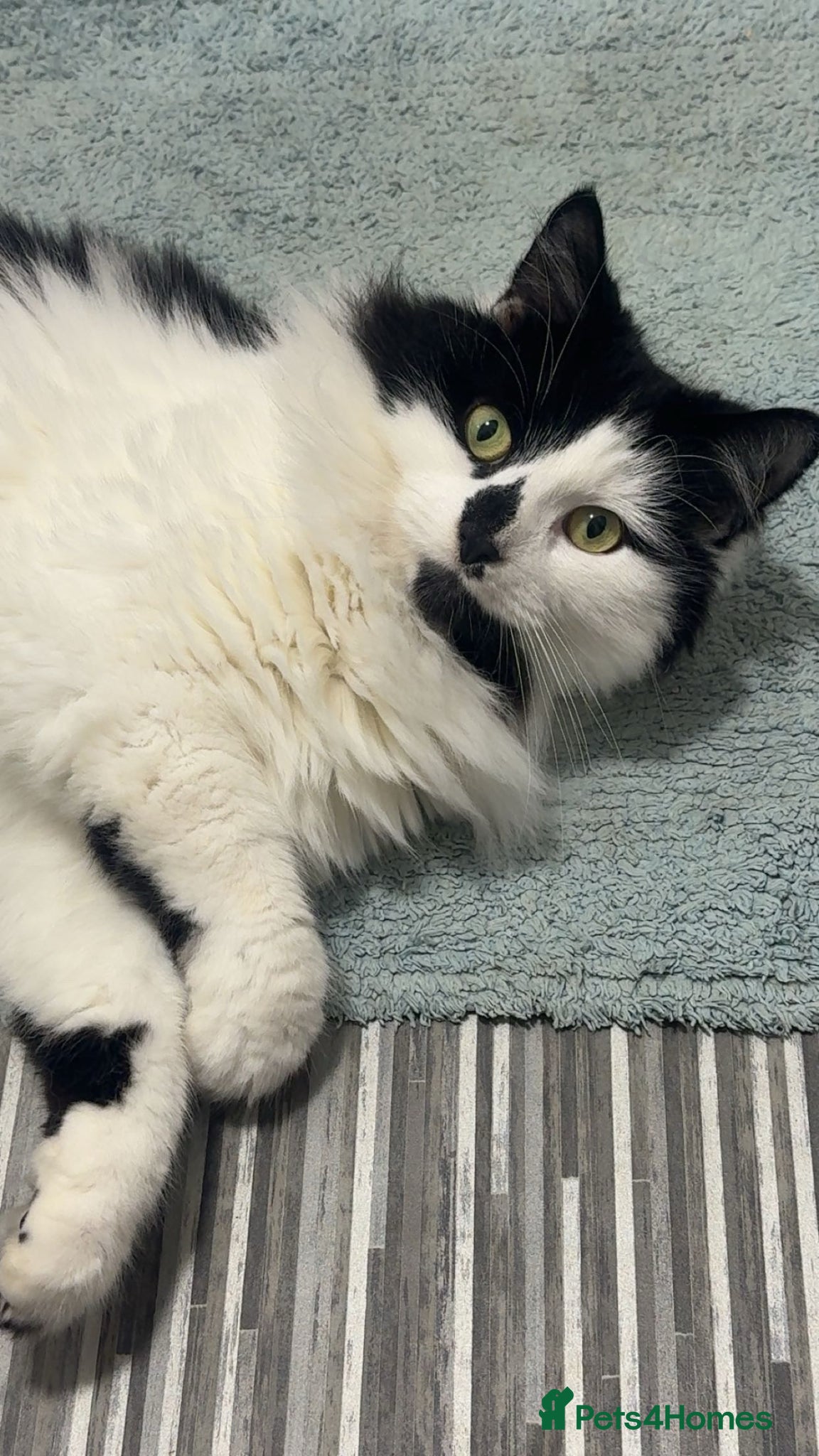 British Longhair cats Male cat up for rehoming  - Advert 1