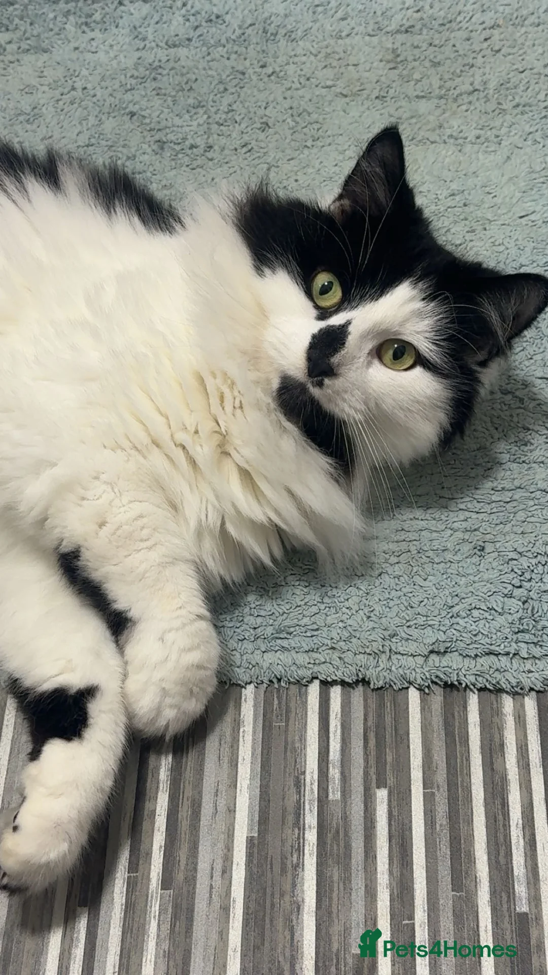 British Longhair cats for sale: Male cat up for rehoming  in Grays - Advert 1