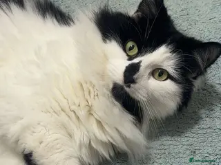 British Longhair cats Male cat up for rehoming - Advert 11