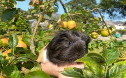 Guinea Pig rodents for sale: Long haired Guinea Pigs For Sale - Image 16