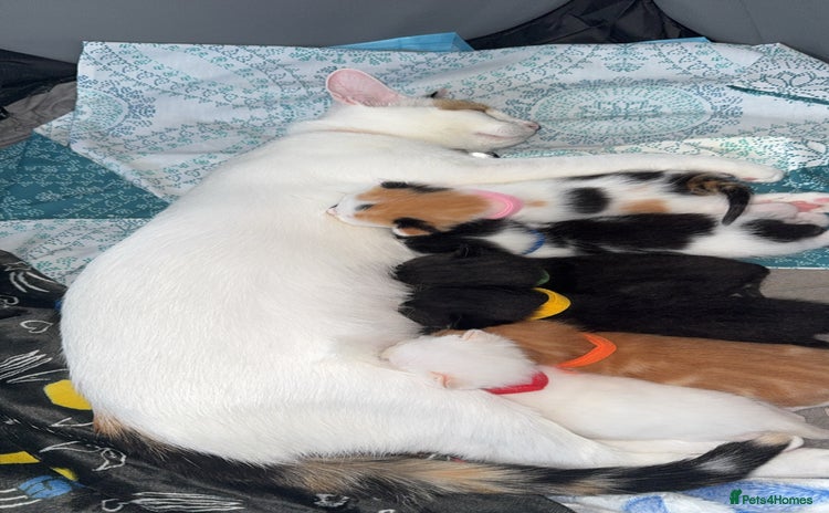 Mixed Breed cats for sale - Advert 1