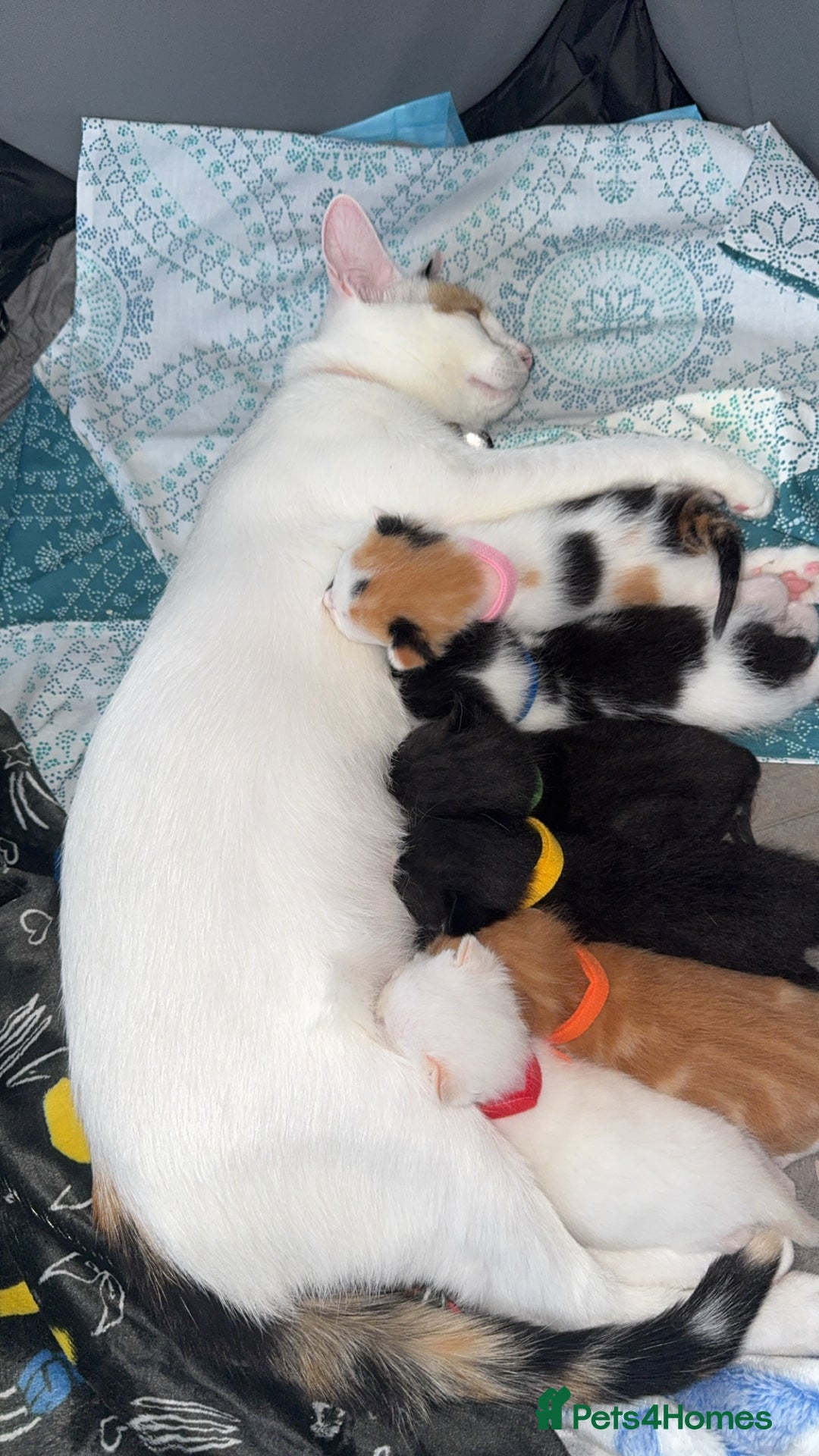 Mixed Breed cats for sale: Mixed kittens for sale - Image 1