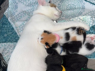 Mixed Breed cats - Advert 35