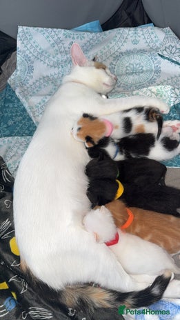 Mixed Breed cats - Advert 6