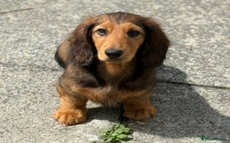 Dachshund dogs for sale: Long Coated Standard Dachshund, Crufts potential!  - Image 1