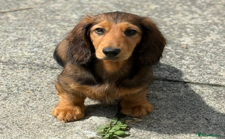 Dachshund dogs - Advert 2