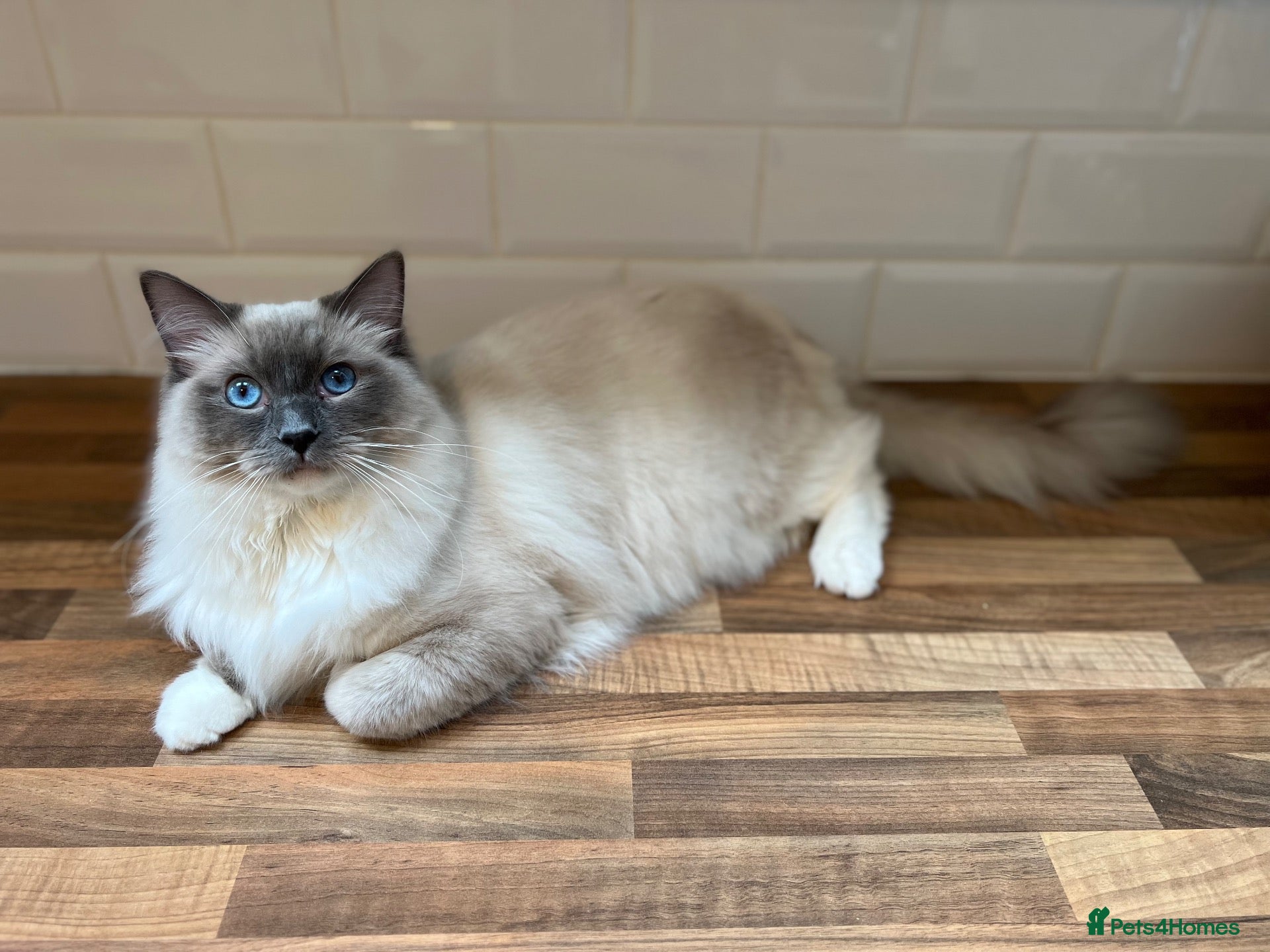 Ragdoll cats Handsome male Ragdoll for sale  - Advert 7