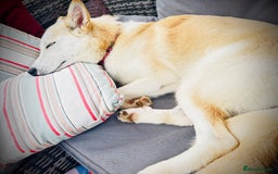 Shepsky dogs for sale: Nevaeh is seeking a forever home.  - Advert 4