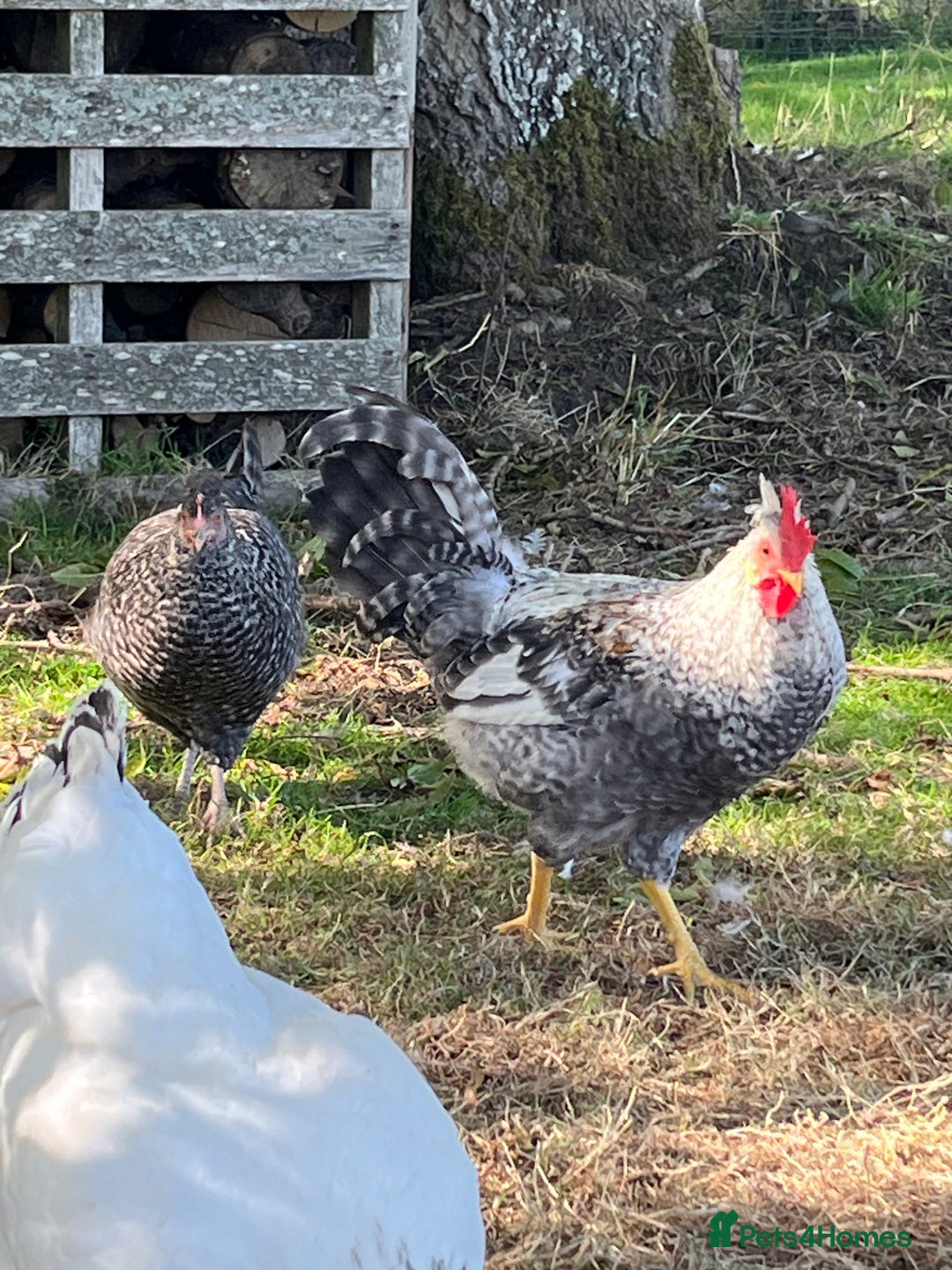 Chickens poultry for sale: Skipper - Cream Legbar Cockerel - Image 2