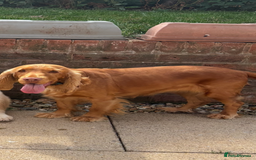 Mixed Breed dogs for sale: Cocker spaniel cross border collie pups  - Image 2