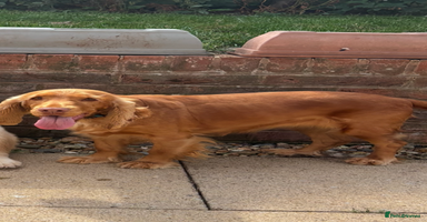 Mixed Breed dogs - Advert 1