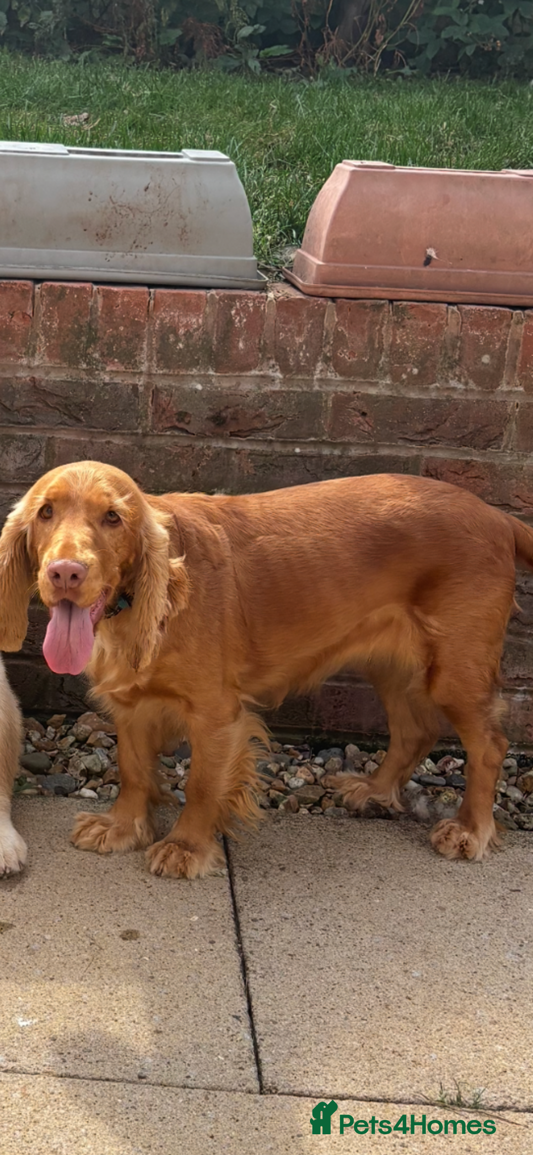 Mixed Breed dogs for sale: Cocker spaniel cross border collie pups  - Image 2