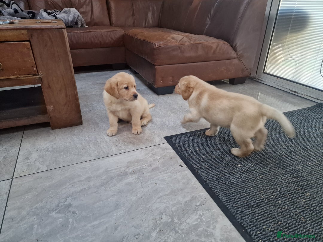 Labrador Retriever dogs for sale: Labrador very cute and playful puppies  - Advert 10