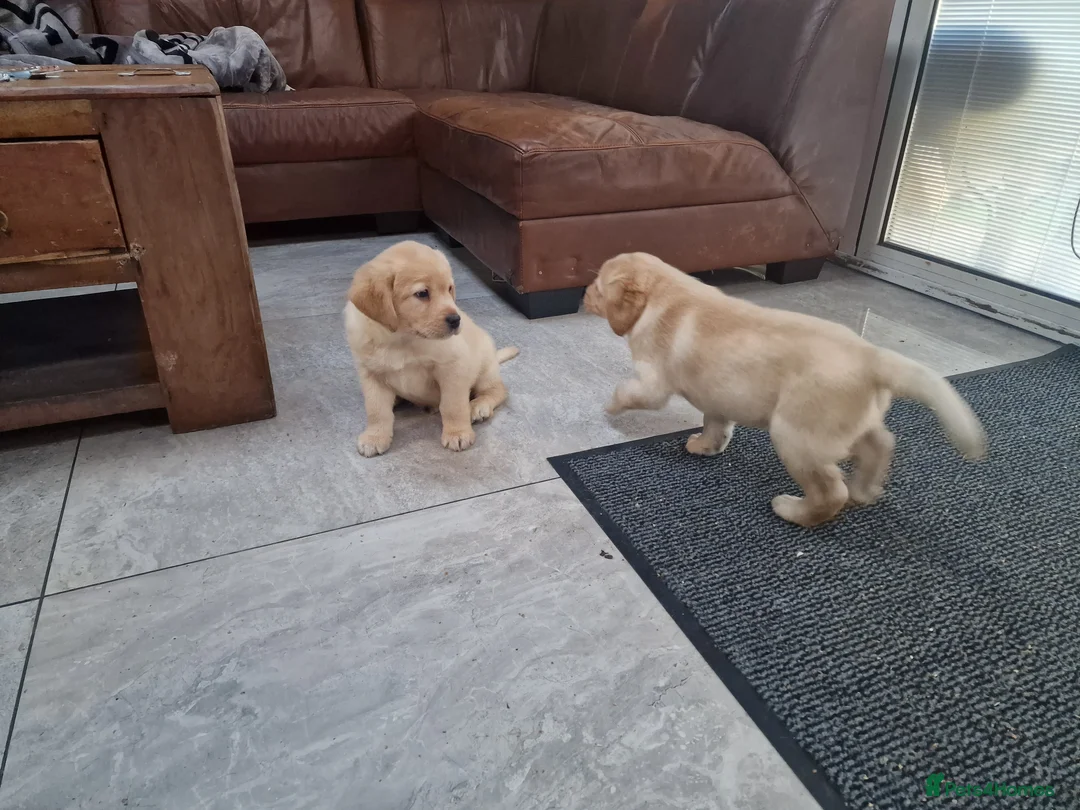 Labrador Retriever dogs for sale: Labrador very cute and playful puppies  - Advert 19