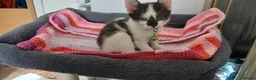 Mixed Breed cats for sale: 6 kitties looking for new forever homes - Advert 17