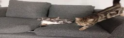 Mixed Breed cats for sale: 🐾 3 Adorable Tabby Kittens Ready Now🐾 in Cramlington - Advert 4