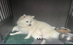 Japanese Spitz dogs for sale: Beautiful Japanese Spiltz - Image 3