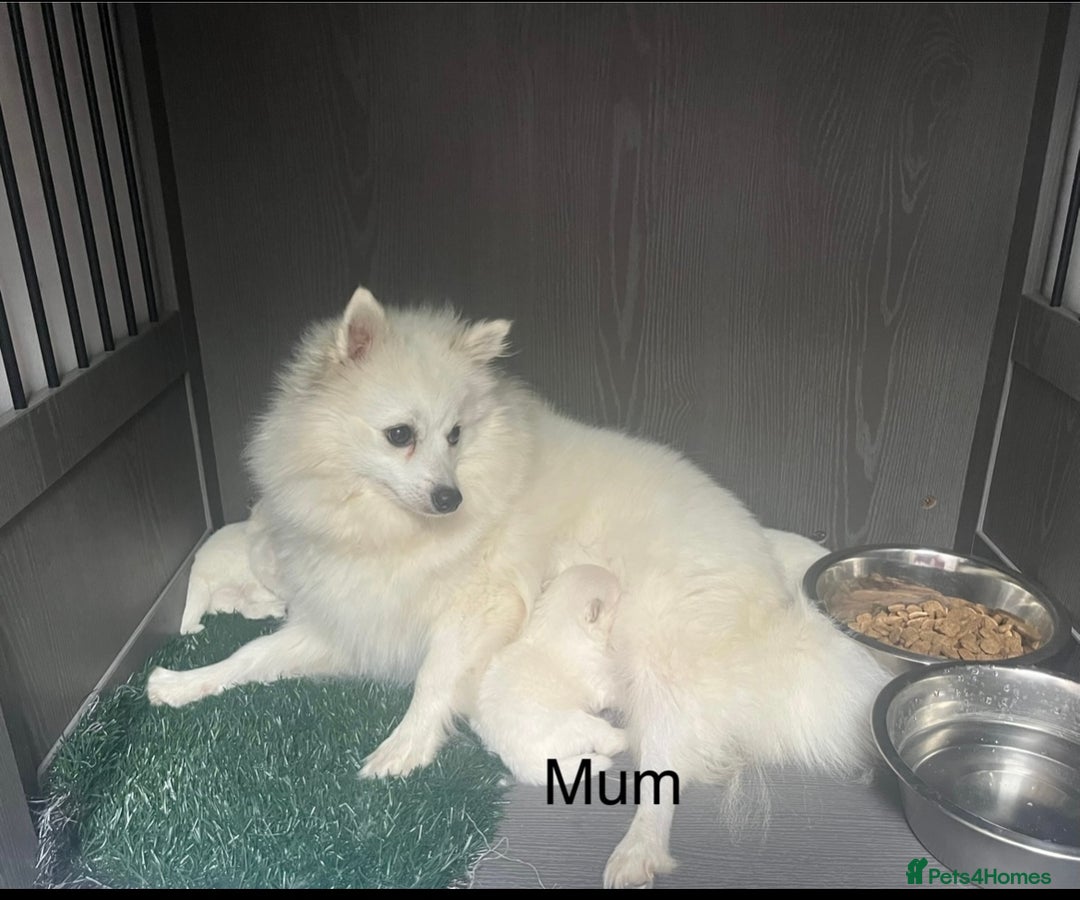 Japanese Spitz dogs for sale: Beautiful Japanese Spiltz - Image 3