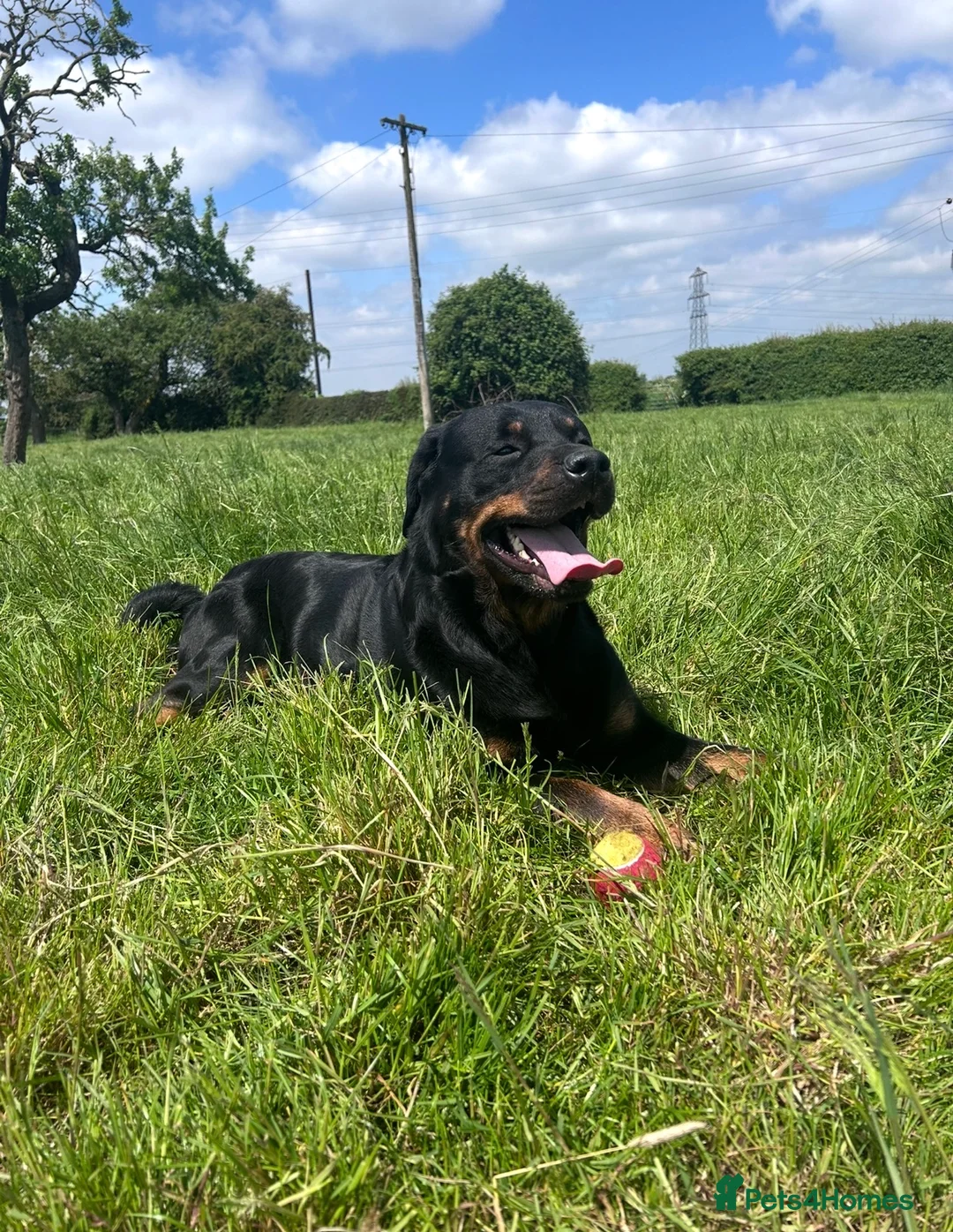 Rottweiler dogs for sale: LUNA🤍ROTTWEILER GIRL 5⭐️HOME - Advert 2