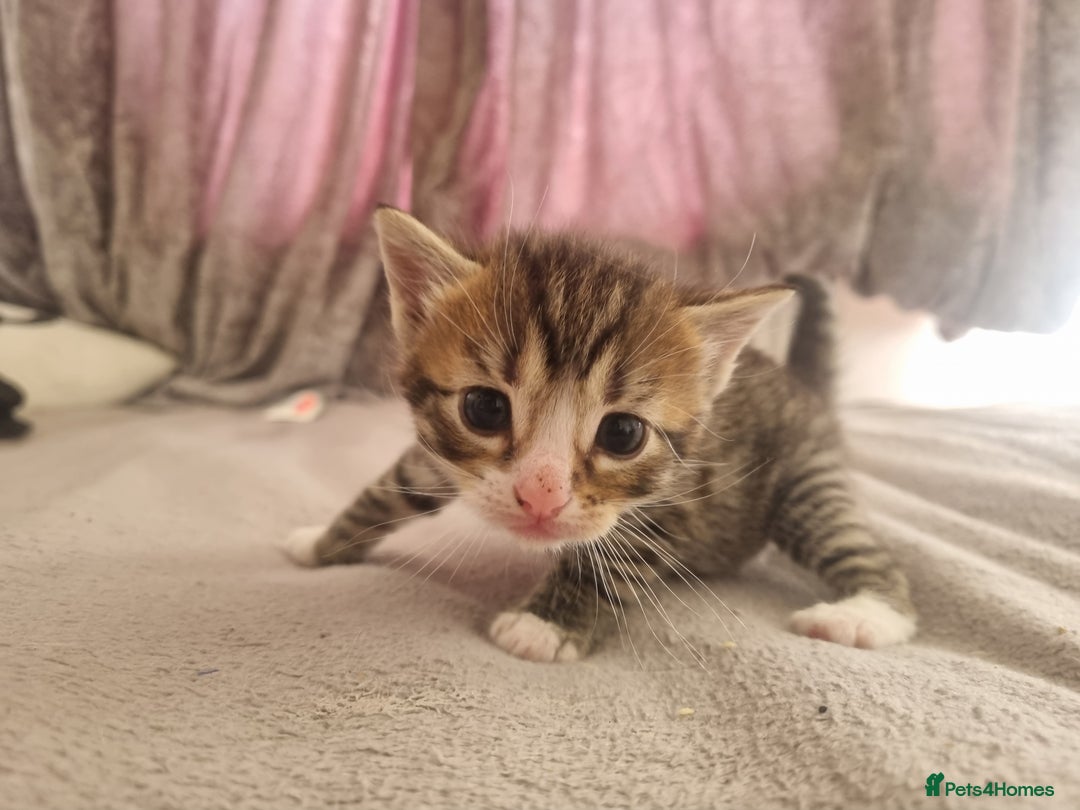 British Shorthair cats for sale: Kittens ready to go to new homes  - Image 1