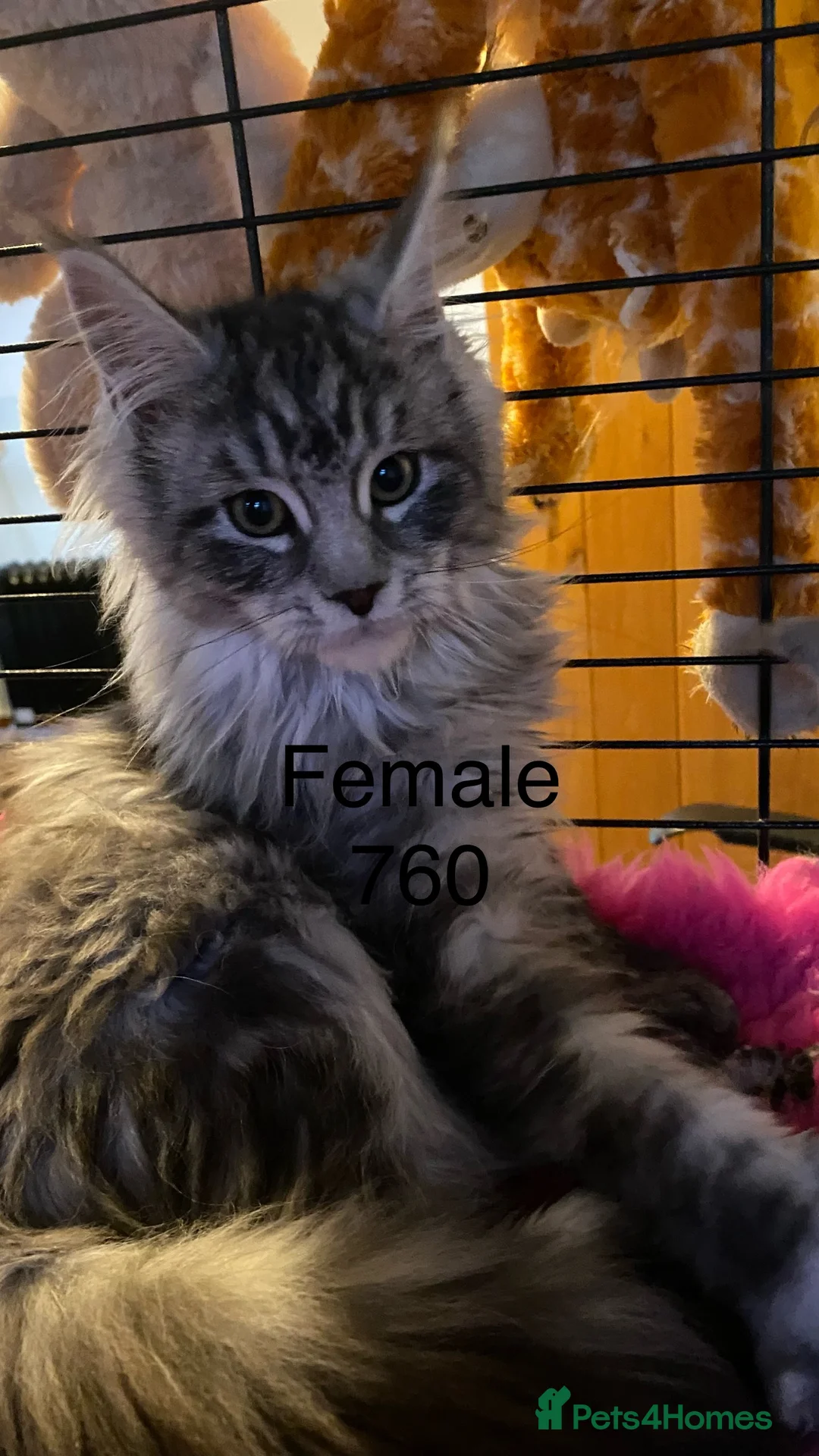 Maine Coon cats for sale: Pedigree Maine Coons - Advert 11