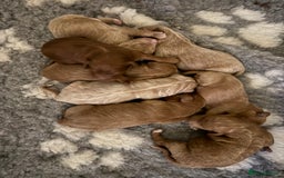 Double Doodle dogs for sale: Stunning Miniature Double Doodles - Advert 3