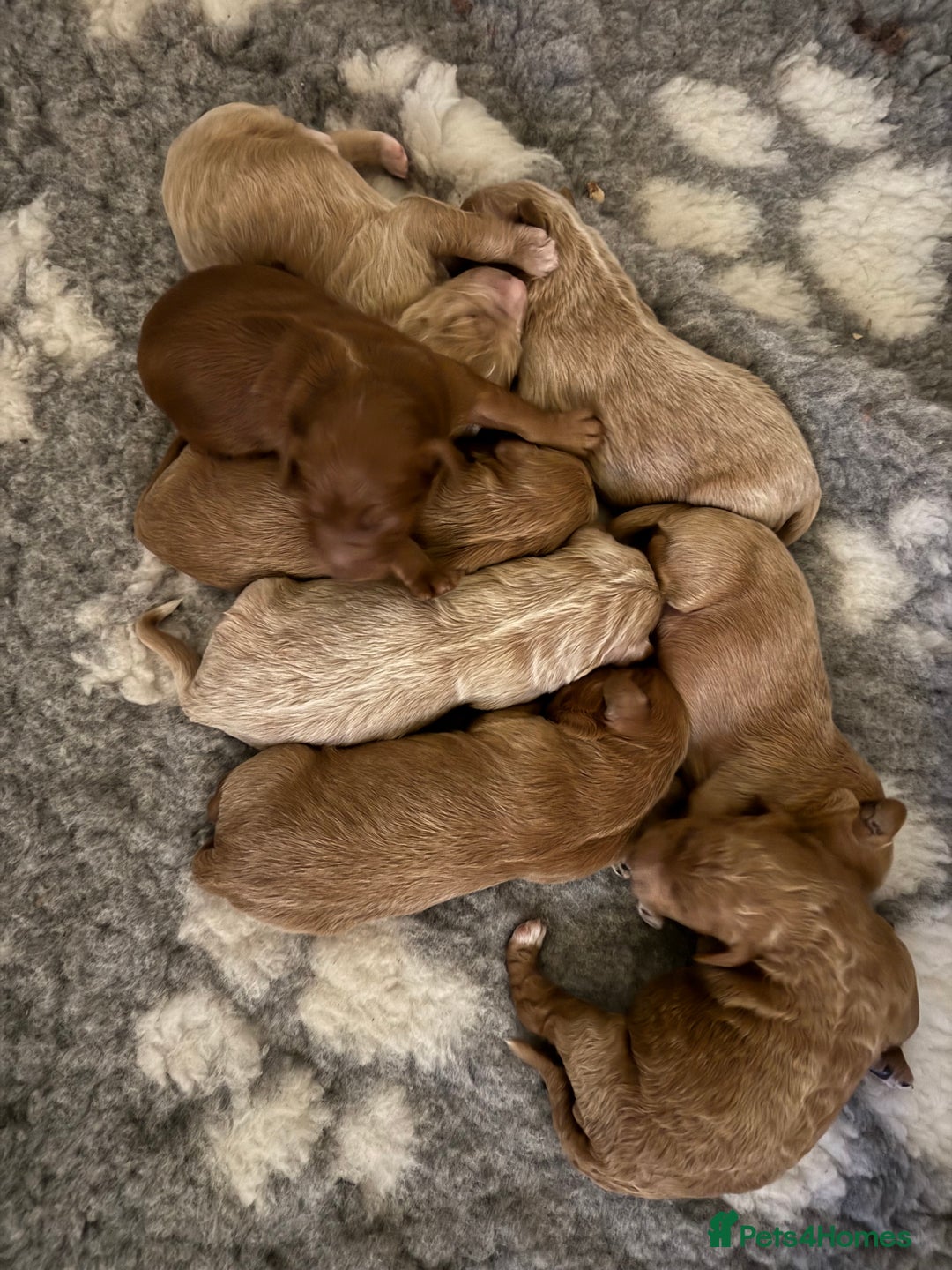 Double Doodle dogs for sale: Stunning Miniature Double Doodles - Advert 3