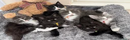 Maine Coon cats for sale: 6 Beautiful pedigree TICA reg Maine Coon kittens - Advert 21