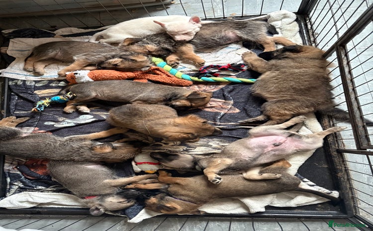 Mixed Breed dogs - Advert 9