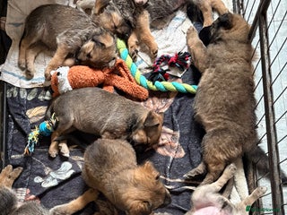 Mixed Breed dogs - Advert 14