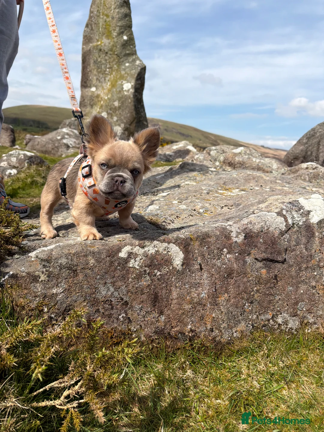 French Bulldog dogs for sale: 2 gorgeous French bulldog puppies  - Advert 2