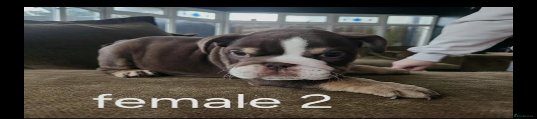 English Bulldog Puppy 2