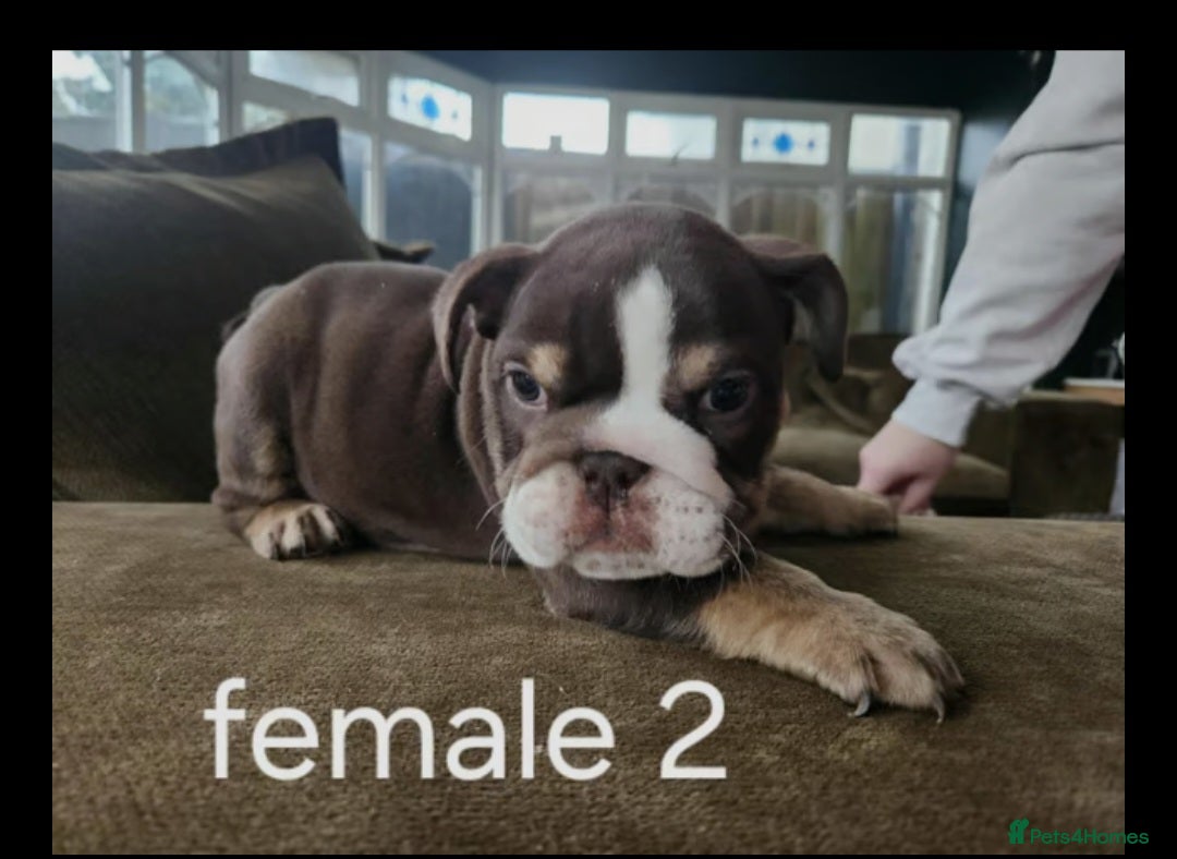 English Bulldog dogs for sale: British bulldog puppies  - Image 2