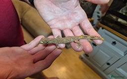 Gecko reptiles for sale: Pair of Northern Spiny tailed geckos and setup - Image 9