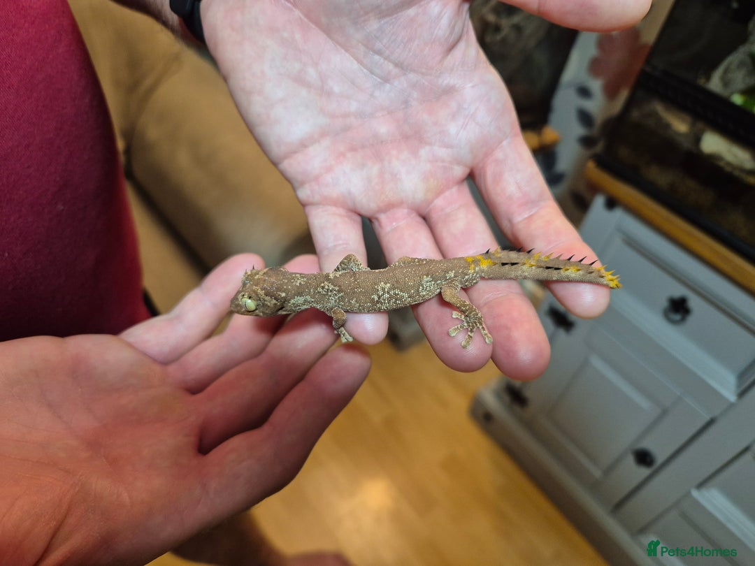 Gecko reptiles for sale: Pair of Northern Spiny tailed geckos and setup - Image 9