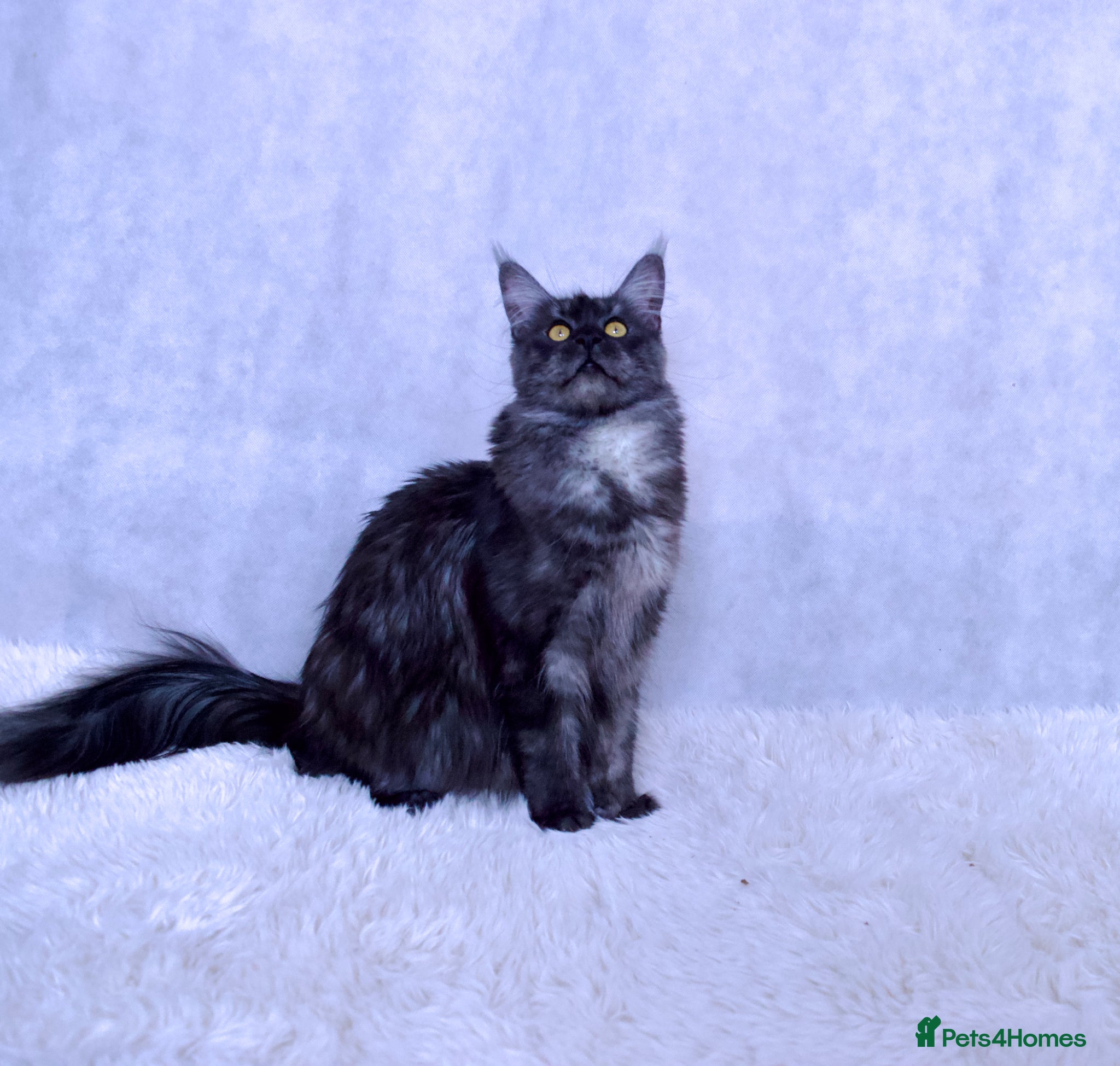 Maine Coon cats Maine coon kittens 5 ⭐ homes only  - Advert 6