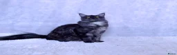 Maine Coon cats for sale: Maine coon kittens 5 ⭐ homes only  - Advert 1