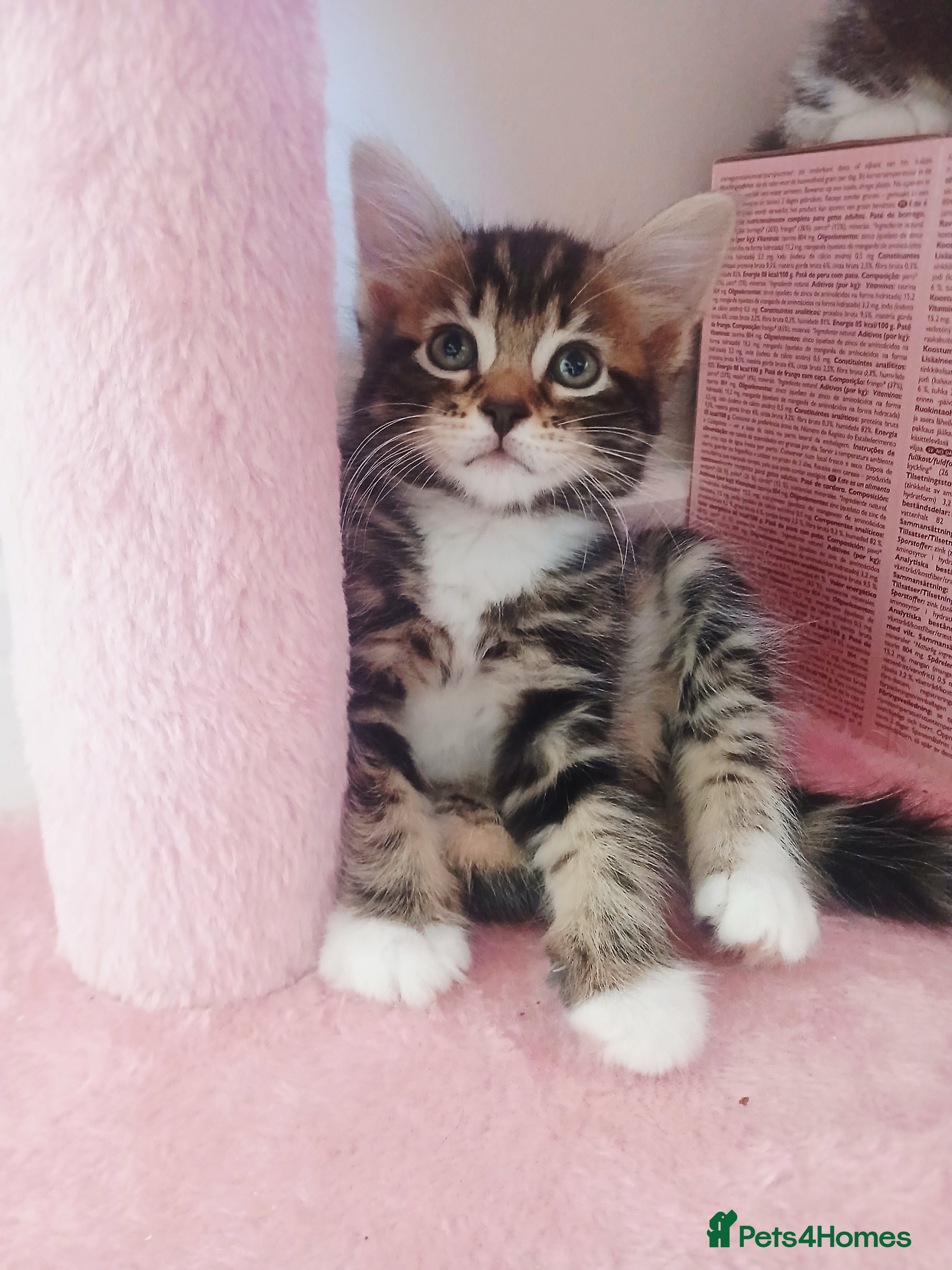 Mixed Breed cats Bengal - Maincoon mix - Advert 13