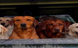 Labrador Retriever dogs for sale: Ready now!! Amazing red fox Labrador puppies  - Image 10
