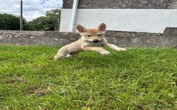 Saarloos Wolfdog dogs for sale: Rare Wolfdog Pups - Socialised & Highly Trainable - Image 34