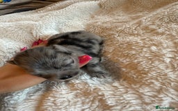 Pomeranian dogs for sale: Xs Pomeranian puppies  - Image 6