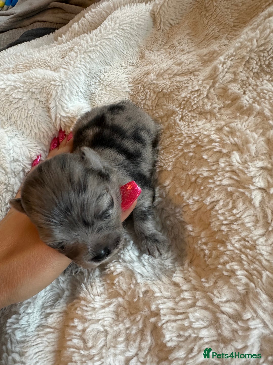 Pomeranian dogs for sale: Xs Pomeranian puppies  - Image 6