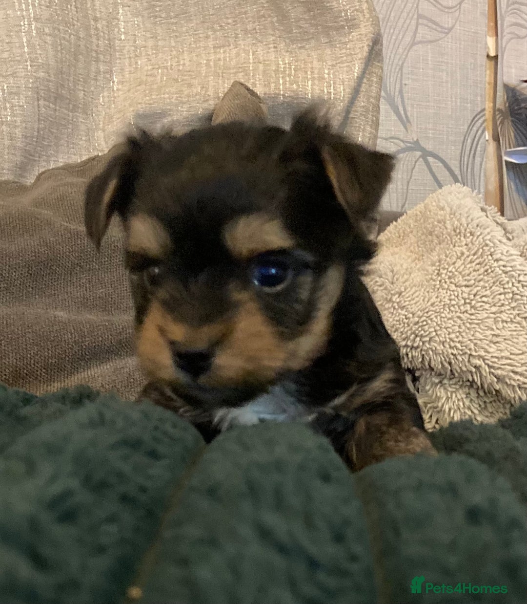 Mixed Breed dogs for sale: Biewer Yorkshire Terrier puppies for sale - Image 10