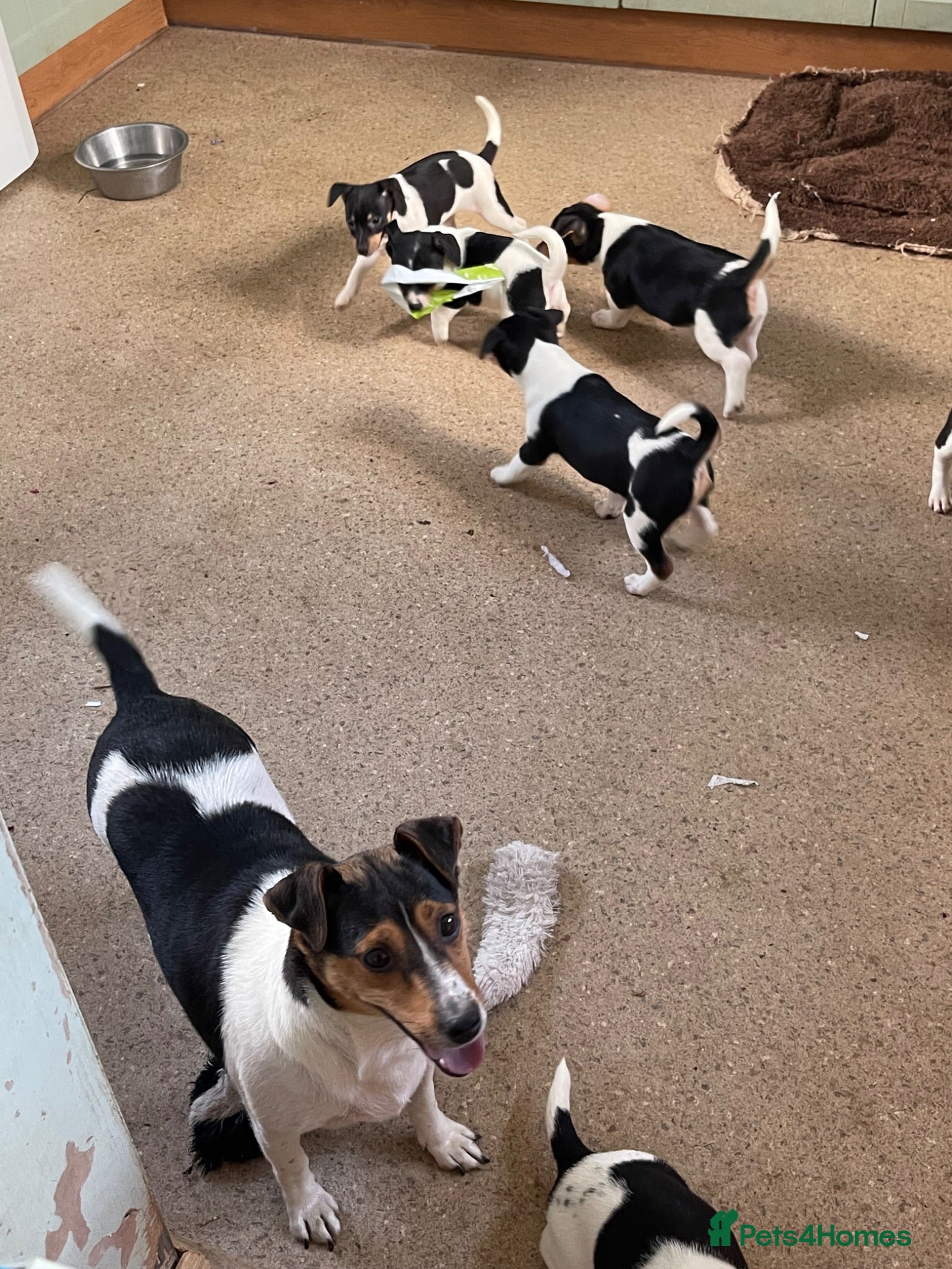 Jack Russell dogs Jack Russell pups for sale  - Advert 6