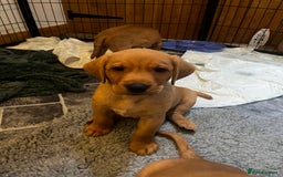 Labrador Retriever dogs for sale: KC Registered Fox Red Labrador Puppies - Image 1