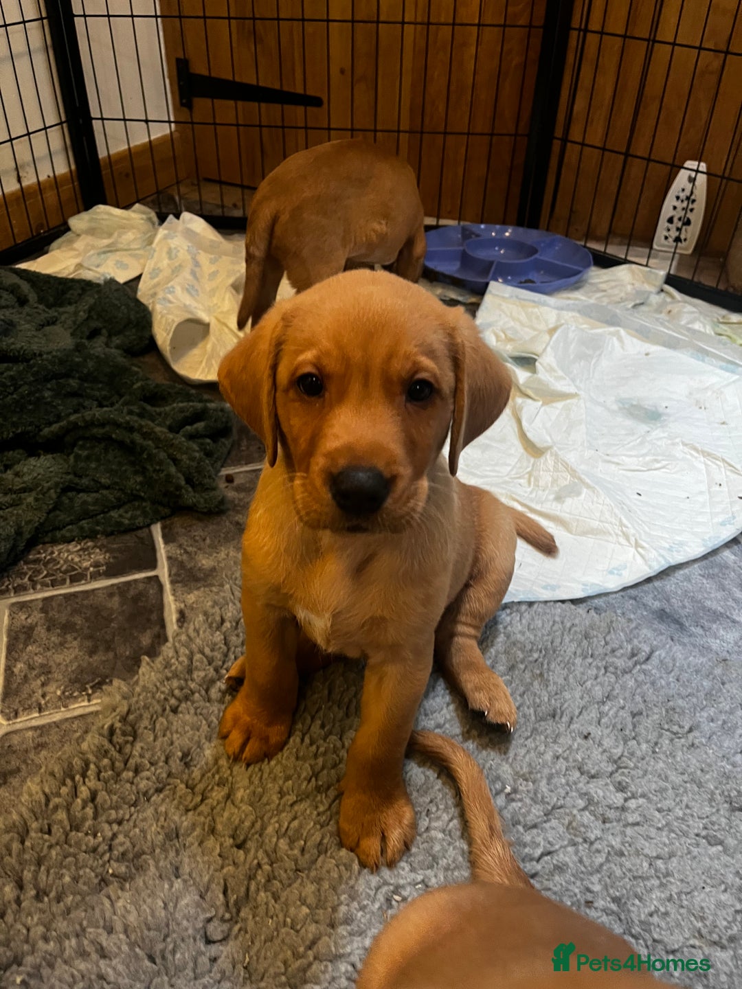 Labrador Retriever dogs for sale: KC Registered Fox Red Labrador Puppies - Image 1