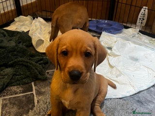 Labrador Retriever dogs - Advert 4