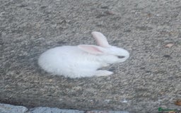 Netherland Dwarf rabbits for sale: Selling 1 nerherland dwarf girl bunny with cage  - Image 10